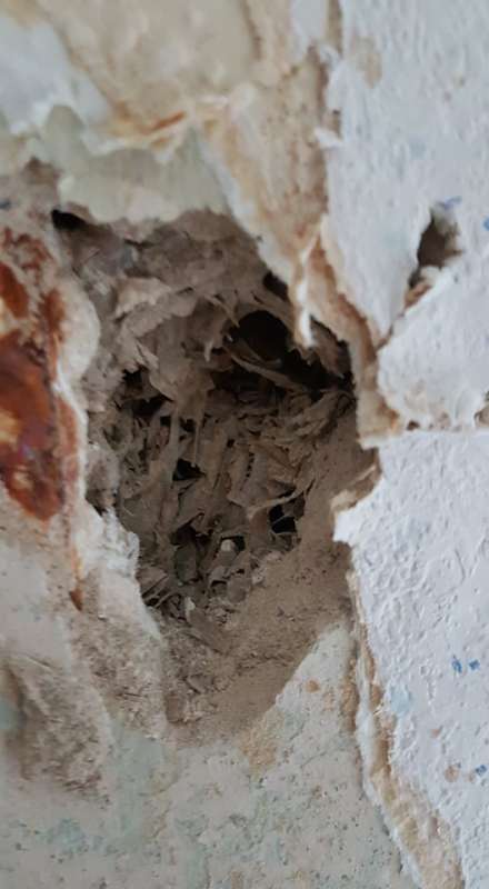 BAU.DE / BAU-Forum: 1. Bild zu Frage "Asbest in Sauerkrautplatten? Erkennung, Gefahren & Sanierung im Altbau" im BAU-Forum "Baustoffe" BAU.DE / BAU-Forum: 1. Bild zu Frage "Asbest in Sauerkrautplatten? Erkennung, Gefahren & Sanierung im Altbau" im BAU-Forum "Baustoffe"