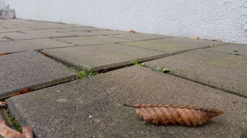 BAU.DE / BAU-Forum: 1. Bild zu Antwort "Gehweg-Analyse: Fotos bestätigen Frostschäden an Pflastersteinen" auf die Frage "Pflastersteine uneben: Ursachenforschung & Risikobewertung für Gehwegschäden?" im BAU-Forum "Rund um den Garten" BAU.DE / BAU-Forum: 1. Bild zu Antwort "Gehweg-Analyse: Fotos bestätigen Frostschäden an Pflastersteinen" auf die Frage "Pflastersteine uneben: Ursachenforschung & Risikobewertung für Gehwegschäden?" im BAU-Forum "Rund um den Garten"