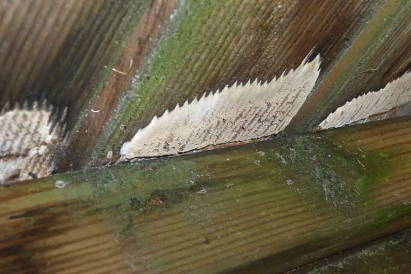BAU.DE / BAU-Forum: 4. Bild zu Frage "Pilzbefall im Spielhaus: Ursachen, Gefahren & Sanierung bei Kesseldruckimprägnierung?" im BAU-Forum "Holzbau" BAU.DE / BAU-Forum: 4. Bild zu Frage "Pilzbefall im Spielhaus: Ursachen, Gefahren & Sanierung bei Kesseldruckimprägnierung?" im BAU-Forum "Holzbau"