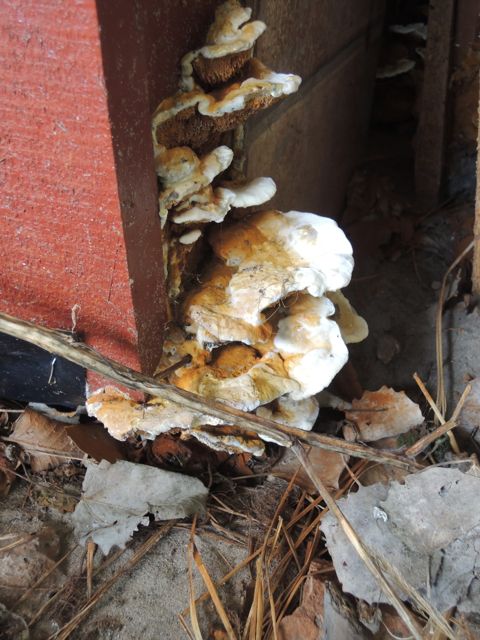 BAU.DE / BAU-Forum: 2. Bild zu Frage "Pilzbefall im Holzhaus: Ursachen, Erkennung & effektive Bekämpfungsmethoden?" im BAU-Forum "Holzschutz, Holzschäden, Holzsanierung" BAU.DE / BAU-Forum: 2. Bild zu Frage "Pilzbefall im Holzhaus: Ursachen, Erkennung & effektive Bekämpfungsmethoden?" im BAU-Forum "Holzschutz, Holzschäden, Holzsanierung"