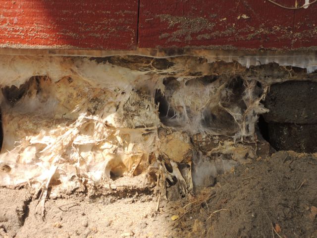 BAU.DE / BAU-Forum: 1. Bild zu Antwort "Hausschwamm Hütte: Starker Befall – Untergrund & Balken betroffen" auf die Frage "Pilzbefall im Holzhaus: Ursachen, Erkennung & effektive Bekämpfungsmethoden?" im BAU-Forum "Holzschutz, Holzschäden, Holzsanierung" BAU.DE / BAU-Forum: 1. Bild zu Antwort "Hausschwamm Hütte: Starker Befall – Untergrund & Balken betroffen" auf die Frage "Pilzbefall im Holzhaus: Ursachen, Erkennung & effektive Bekämpfungsmethoden?" im BAU-Forum "Holzschutz, Holzschäden, Holzsanierung"