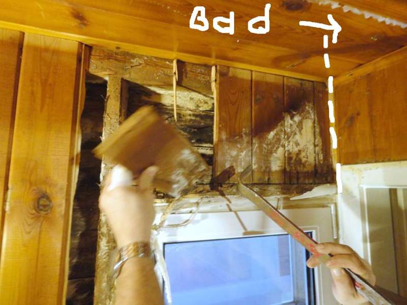 BAU.DE / BAU-Forum: 2. Bild zu Frage "Feuchteschaden im Holzhaus: Pilzarten erkennen, beseitigen & Ursachen beheben?" im BAU-Forum "Holzschutz, Holzschäden, Holzsanierung" BAU.DE / BAU-Forum: 2. Bild zu Frage "Feuchteschaden im Holzhaus: Pilzarten erkennen, beseitigen & Ursachen beheben?" im BAU-Forum "Holzschutz, Holzschäden, Holzsanierung"