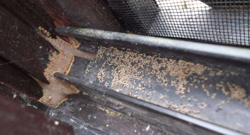 BAU.DE / BAU-Forum: 1. Bild zu Antwort "Fund in Dachrinne – Insekten oder Holzreste? Analyse" auf die Frage "Holzschaden im Wintergarten: Ursachen erkennen, bekämpfen & Bausubstanz sichern" im BAU-Forum "Holzschutz, Holzschäden, Holzsanierung" BAU.DE / BAU-Forum: 1. Bild zu Antwort "Fund in Dachrinne – Insekten oder Holzreste? Analyse" auf die Frage "Holzschaden im Wintergarten: Ursachen erkennen, bekämpfen & Bausubstanz sichern" im BAU-Forum "Holzschutz, Holzschäden, Holzsanierung"