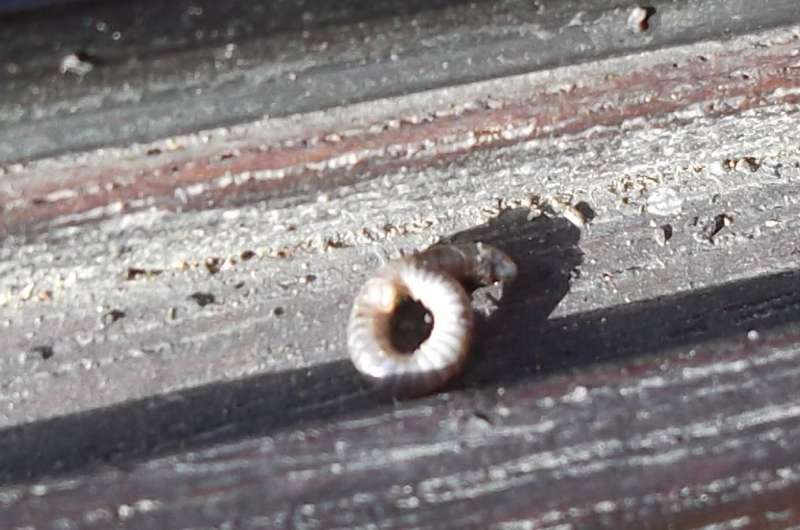BAU.DE / BAU-Forum: 1. Bild zu Antwort "Schadensbild – Eckpfosten betroffen: Pilz oder Insekten?" auf die Frage "Holzschaden im Wintergarten: Ursachen erkennen, bekämpfen & Bausubstanz sichern" im BAU-Forum "Holzschutz, Holzschäden, Holzsanierung" BAU.DE / BAU-Forum: 1. Bild zu Antwort "Schadensbild – Eckpfosten betroffen: Pilz oder Insekten?" auf die Frage "Holzschaden im Wintergarten: Ursachen erkennen, bekämpfen & Bausubstanz sichern" im BAU-Forum "Holzschutz, Holzschäden, Holzsanierung"