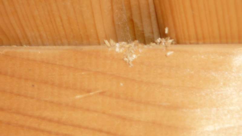 BAU.DE / BAU-Forum: 3. Bild zu Antwort "Holzbalkendecke: Neue Späne – Ursache unklar!" auf die Frage "Holzbalkendecke beschädigt: Ursachen für Holzspäne, Schädlingsbefall & Sanierung?" im BAU-Forum "Holzschutz, Holzschäden, Holzsanierung" BAU.DE / BAU-Forum: 3. Bild zu Antwort "Holzbalkendecke: Neue Späne – Ursache unklar!" auf die Frage "Holzbalkendecke beschädigt: Ursachen für Holzspäne, Schädlingsbefall & Sanierung?" im BAU-Forum "Holzschutz, Holzschäden, Holzsanierung"
