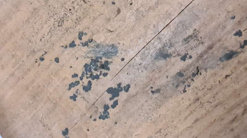 BAU.DE / BAU-Forum: 4. Bild zu Frage "Geruch und Verfärbung Holzdiele" im Forum "Holzschutz, Holzschäden, Holzsanierung" BAU.DE / BAU-Forum: 4. Bild zu Frage "Geruch und Verfärbung Holzdiele" im Forum "Holzschutz, Holzschäden, Holzsanierung"