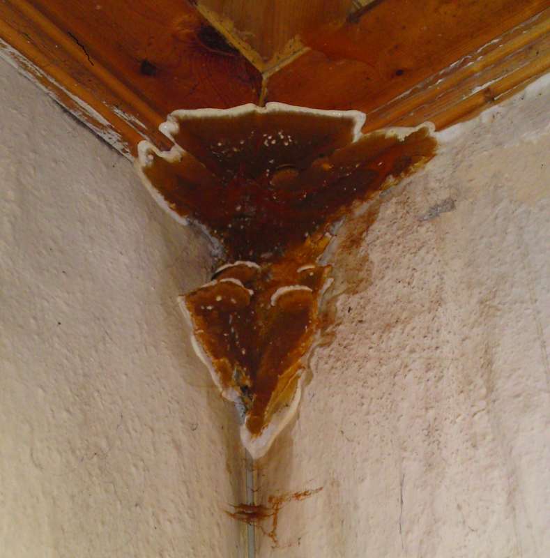 BAU.DE / BAU-Forum: 2. Bild zu Antwort "Feuchteschäden an Holz: Bilder & Warnung vor Austausch!" auf die Frage "Vollwärmeschutz vs. 36,5er Ziegel: Kosten, Dämmwert & Vor-Nachteile im Vergleich?" im BAU-Forum "Außenwände und Fassaden" BAU.DE / BAU-Forum: 2. Bild zu Antwort "Feuchteschäden an Holz: Bilder & Warnung vor Austausch!" auf die Frage "Vollwärmeschutz vs. 36,5er Ziegel: Kosten, Dämmwert & Vor-Nachteile im Vergleich?" im BAU-Forum "Außenwände und Fassaden"