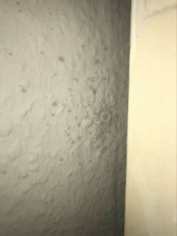 BAU.DE / BAU-Forum: 3. Bild zu Frage "Schimmelbefall erkennen: Ursachen, Gesundheitsrisiken & korrekte Entfernung?" im BAU-Forum "Außenwände und Fassaden" BAU.DE / BAU-Forum: 3. Bild zu Frage "Schimmelbefall erkennen: Ursachen, Gesundheitsrisiken & korrekte Entfernung?" im BAU-Forum "Außenwände und Fassaden"