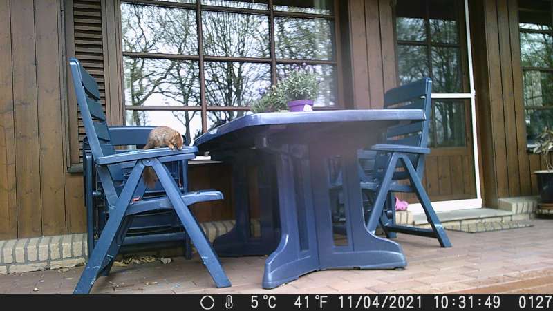 BAU.DE / BAU-Forum: 1. Bild zu Antwort "Nagespuren-Täter identifiziert: Eichhörnchen an Gartenmöbeln" auf die Frage "Nagespuren an Gartenmöbeln aus Kunststoff: Ursachenforschung & Schutzmaßnahmen?" im BAU-Forum "Balkon und Terrasse" BAU.DE / BAU-Forum: 1. Bild zu Antwort "Nagespuren-Täter identifiziert: Eichhörnchen an Gartenmöbeln" auf die Frage "Nagespuren an Gartenmöbeln aus Kunststoff: Ursachenforschung & Schutzmaßnahmen?" im BAU-Forum "Balkon und Terrasse"