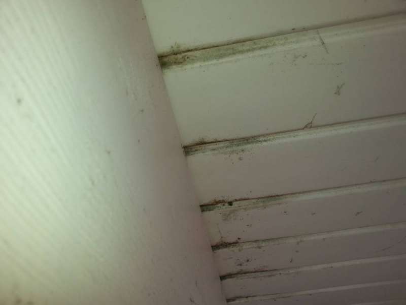 BAU.DE / BAU-Forum: 3. Bild zu Frage "Schimmel auf Dachbalken erkennen & entfernen: Ursachen, Risiken & Sanierung?" im BAU-Forum "Dach" BAU.DE / BAU-Forum: 3. Bild zu Frage "Schimmel auf Dachbalken erkennen & entfernen: Ursachen, Risiken & Sanierung?" im BAU-Forum "Dach"