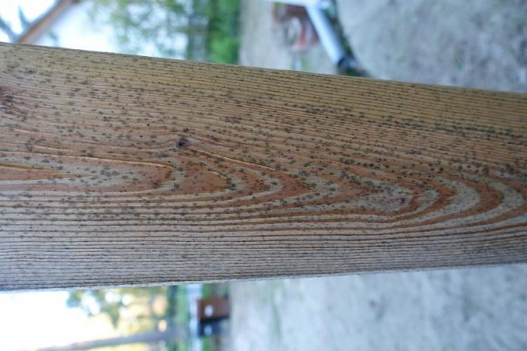 BAU.DE / BAU-Forum: 3. Bild zu Frage "Schimmelflecken am Schwedenhaus: Ursachen, Risiken & Sanierung von Holzbauteilen?" im BAU-Forum "Holzschutz, Holzschäden, Holzsanierung" BAU.DE / BAU-Forum: 3. Bild zu Frage "Schimmelflecken am Schwedenhaus: Ursachen, Risiken & Sanierung von Holzbauteilen?" im BAU-Forum "Holzschutz, Holzschäden, Holzsanierung"