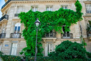 Grüne Fassaden gestalten: Verwandeln Sie Ihre Hauswand in eine blühende Oase - Bild: DaphnΓ© Be Frenchie / Unsplash Grüne Fassaden gestalten: Verwandeln Sie Ihre Hauswand in eine blühende Oase - Bild: DaphnΓ© Be Frenchie / Unsplash