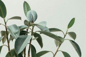 Die wichtigsten Stationen im Gartenjahr - Bild: Scott Webb auf Unsplash Die wichtigsten Stationen im Gartenjahr - Bild: Scott Webb auf Unsplash