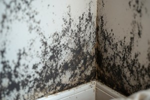 Schimmel im Bad: Vorbeugen und entfernen! - Bild: BauKI / BAU.DE Schimmel im Bad: Vorbeugen und entfernen! - Bild: BauKI / BAU.DE