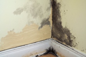 Ein Schimmelpilz ist ein mikroskopisch kleiner Organismus, der zur Klasse der Pilze gehört und in der Natur weit verbreitet vorkommt. Ein Schimmelpilz ist ein mikroskopisch kleiner Organismus, der zur Klasse der Pilze gehört und in der Natur weit verbreitet vorkommt.