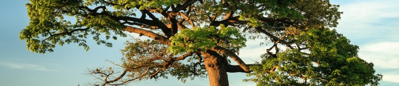 Baumplanung im neuen Garten: Das ist zu beachten Baumplanung im neuen Garten: Das ist zu beachten