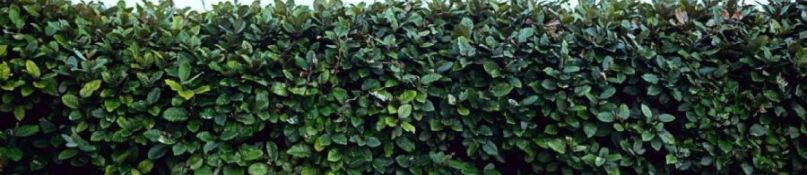 Hecken als Sichtschutz: Vorteile und Pflegetipps Hecken als Sichtschutz: Vorteile und Pflegetipps