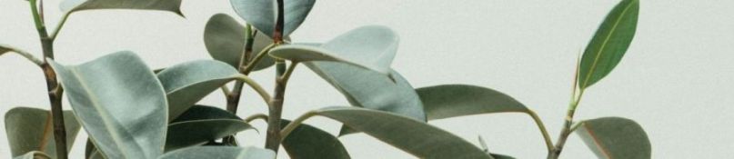 Die wichtigsten Stationen im Gartenjahr Die wichtigsten Stationen im Gartenjahr