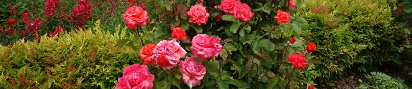 Die Vorteile von heimischen Pflanzen für Biodiversität und Garten Die Vorteile von heimischen Pflanzen für Biodiversität und Garten